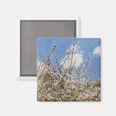 メイフラワー2012 マグネット (正面/裏面)