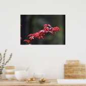 メイプルリーフ, ポスター (キッチン)