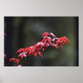 メイプルリーフ, ポスター (正面)