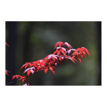 メイプルリーフ,