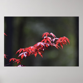 メイプルリーフ, ポスター