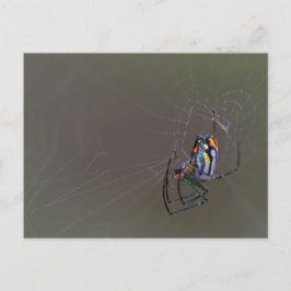 メイボル・オーチャード・クモ ポストカード