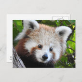メイヤザレッドパンダ ポストカード (正面/裏面)