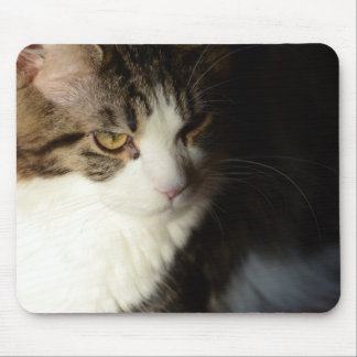 メインのあらいぐまの子猫のマウスパッド マウスパッド