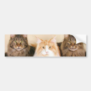メインのあらいぐま猫のバンパーステッカー バンパーステッカー