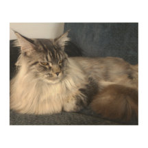 メインのあらいぐま猫の木製の壁の芸術