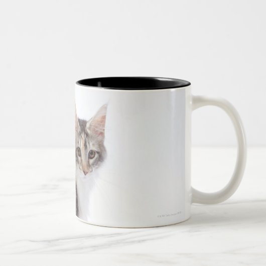 メインのあらいぐま猫 ツートーンマグカップ (右)