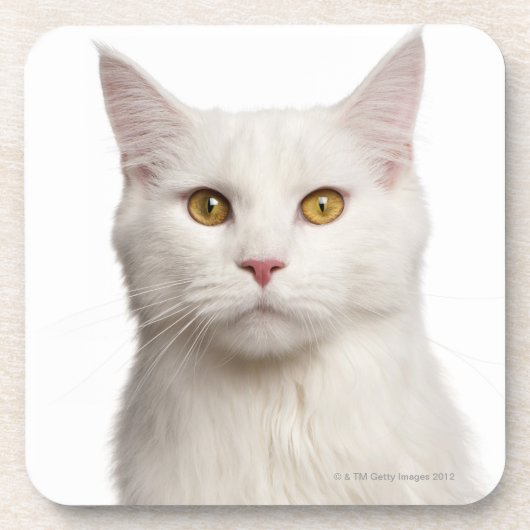 メインのあらいぐま(8か月古い) 2 コースター (正面)