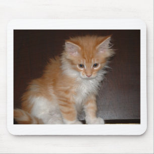 メインのあらいぐまkitten.png マウスパッド