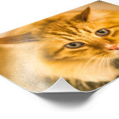 メインのクーンキャットが見下ろす フォトプリント (角)