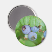 メインのブルーベリー マグネット (正面/裏面)