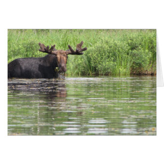 メインの北のアメリカヘラジカ