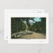 メインの高速道路で羊を導く羊飼い ポストカード (正面/裏面)