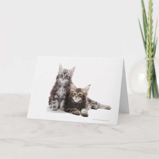 メインの2匹の子ネコ カード (正面)