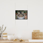 メインクーンの猫の肖像写真ポスター ポスター (キッチン)