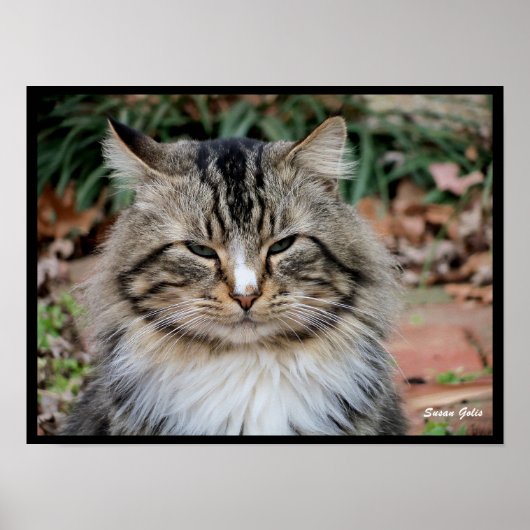 メインクーンの猫の肖像写真ポスター ポスター (正面)