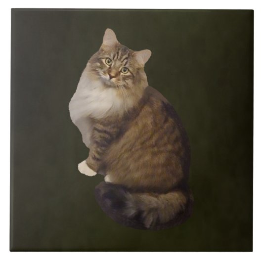 メインクーンの猫の肖像画 タイル (正面)