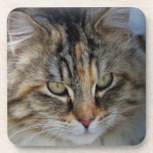 メインクーンの猫の肖像 コースター (正面)