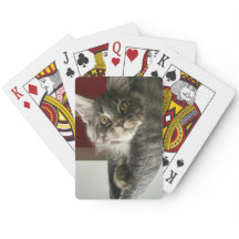 メインクーンキッテントランプ