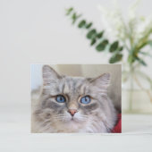 メインクーンキティキャットカワイイおもしろい ポストカード (スタンド正面)