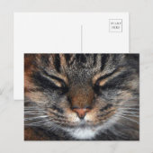 メインクーンキティキャットカワイイおもしろい ポストカード (正面/裏面)