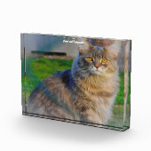 メインクーン フォトブロック (右)
