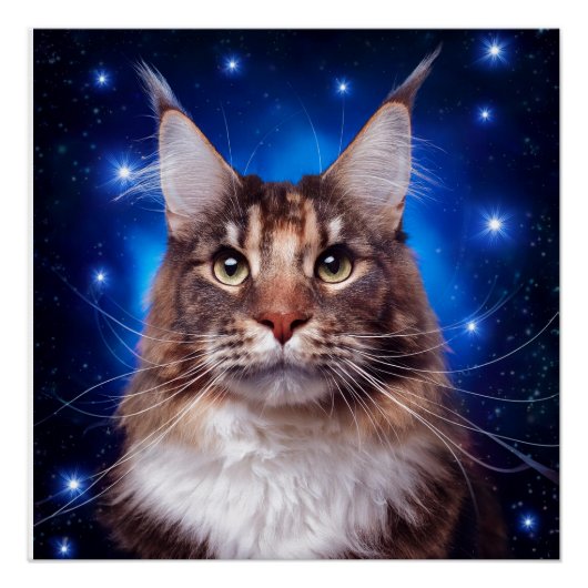 メインクーン 猫 青い背景 星 ポスター (正面)