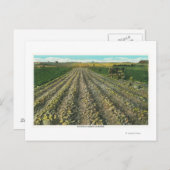 メイン州のポテトファームのメインビュー ポストカード (正面/裏面)