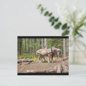 メイン州の森で丸太を引く馬 ポストカード (スタンド正面)