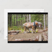 メイン州の森で丸太を引く馬 ポストカード (正面/裏面)