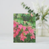 メイン州の秋 ポストカード (スタンド正面)