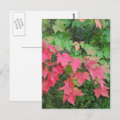 メイン州の秋 ポストカード (正面/裏面)