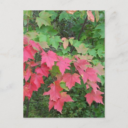 メイン州の秋 ポストカード (正面)