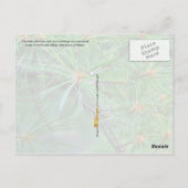 メイン州の花:白い松のコーンとタッセル ポストカード (裏面)