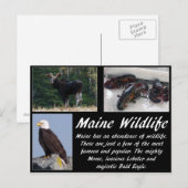 メイン州の野生動物 ポストカード (正面/裏面)