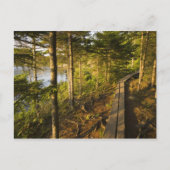 メイン州アカディア国立公園の木造の歩道 ポストカード (正面)
