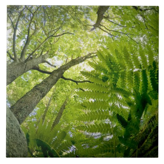 メイン州アカディア国立公園の森林の風景。 タイル (正面)