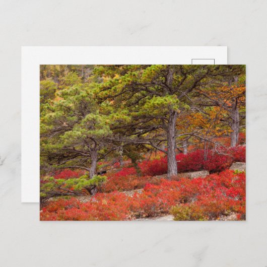 メイン州アカディア国立公園 ポストカード (正面/裏面)