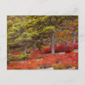 メイン州アカディア国立公園 ポストカード (正面)