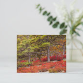 メイン州アカディア国立公園 ポストカード (スタンド正面)