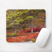 メイン州アカディア国立公園 マウスパッド (マウス)