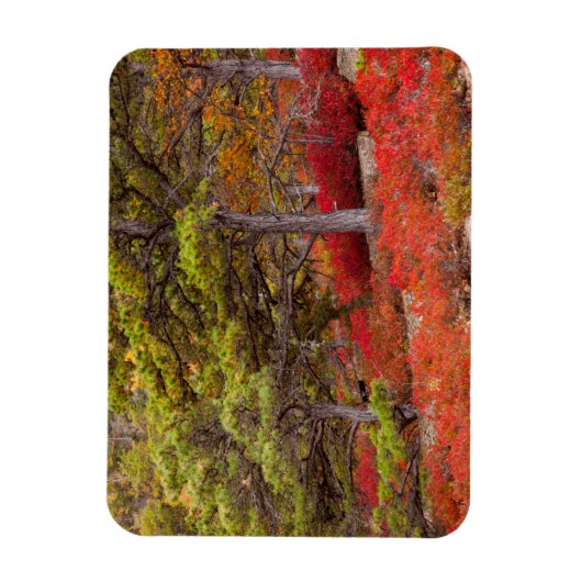 メイン州アカディア国立公園 マグネット (縦)