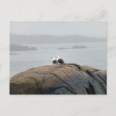 メイン州ケネブンクポートのカモメ ポストカード (正面)