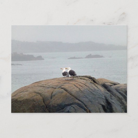 メイン州ケネブンクポートのカモメ ポストカード (正面)