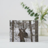 メイン州ハイネズビルに寝かされた ポストカード (スタンド正面)