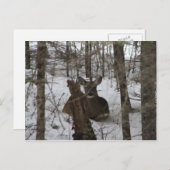 メイン州ハイネズビルに寝かされた ポストカード (正面/裏面)