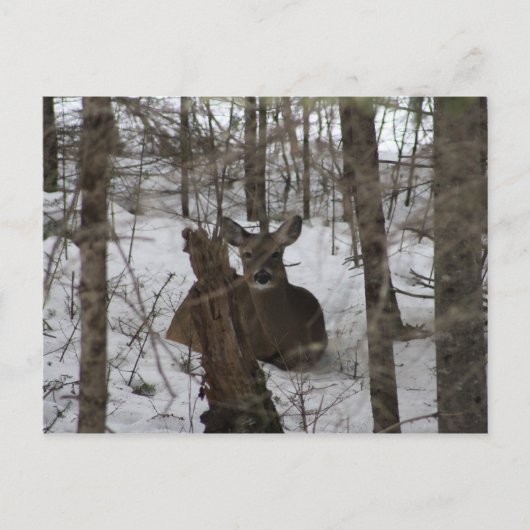 メイン州ハイネズビルに寝かされた ポストカード (正面)