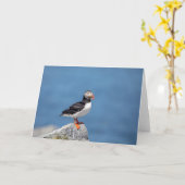 メイン州マキアスの大西洋プフィン カード (黄色い花)