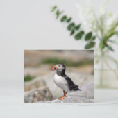メイン州マキャスの大西洋パフィン ポストカード (スタンド正面)