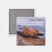 メイン州ルベックのガル マグネット (正面/裏面)